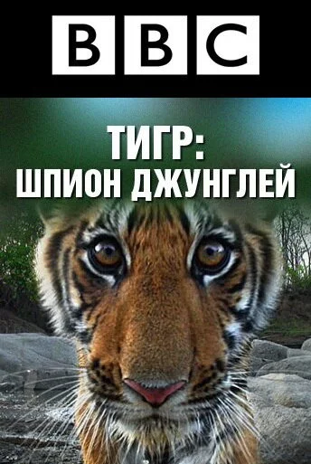 BBC: Тигр – шпион джунглей (2008) онлайн бесплатно